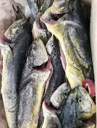 Mahi Mahi (Coryphaena Hippurus)