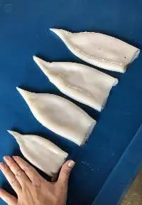 Bebe Giant Squid (dosidicus Gigas)