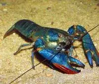 Australian Red Claw Crayfish