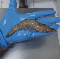 White King Prawn (Penaeus Vannamei) HOSO