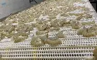 White King Prawn (Penaeus Vannamei) HLSO / HLSO