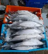 Striped Bonito Sarda