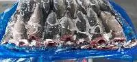 Pacific Mackerel (Scomber Japonicus)