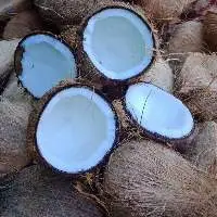 The Best Price Semi Husked Coconut