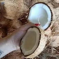 Mature Coconut From Viet Nam