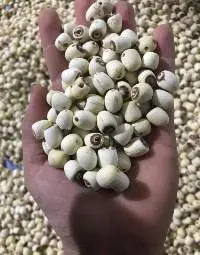 Vietnam Dried Lotus Seeds