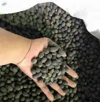 Black Lotus Seeds