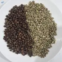 Robusta Coffee S18