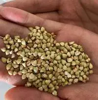 Buckwheat Groats