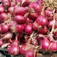 Fresh Red Onion