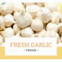Fresh Garlic