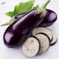 Eggplant