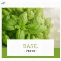 Basil