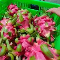 Dragon Fruit