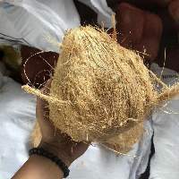 Mature Semi Husked Coconut
