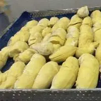 Frozen Meat Durian / Fresh Durian/vietnam