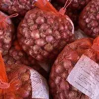 Fresh Onion