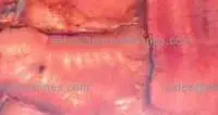 D Pink Gava Agate Slab