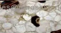 Jacuzzi agate slab