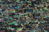 Green Abalone Shell Stone Slab & Surface