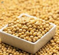 Soybean