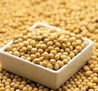 Soybean