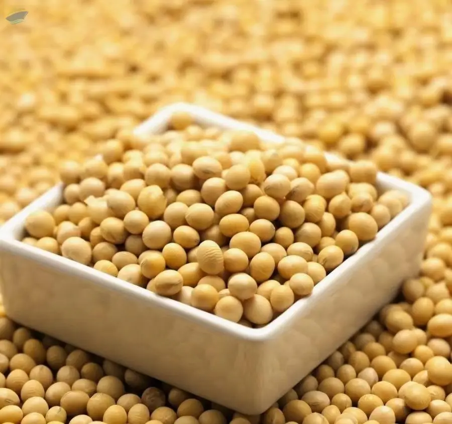 Soybean