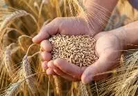 Wheat Grain