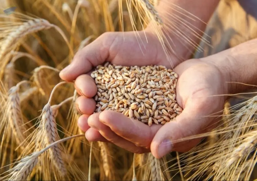 Wheat Grain
