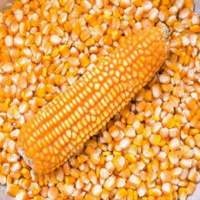 Premium Indian Maize Grain Export Quality