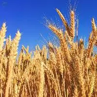 Wheat