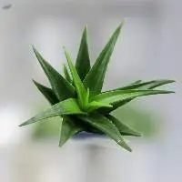 Aloe Vera Oil