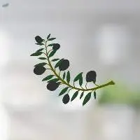 Laurus Nobilis Fruit Oil