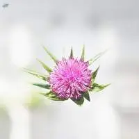 Milk Thistle Seed Oil