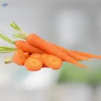 Carrot Oil