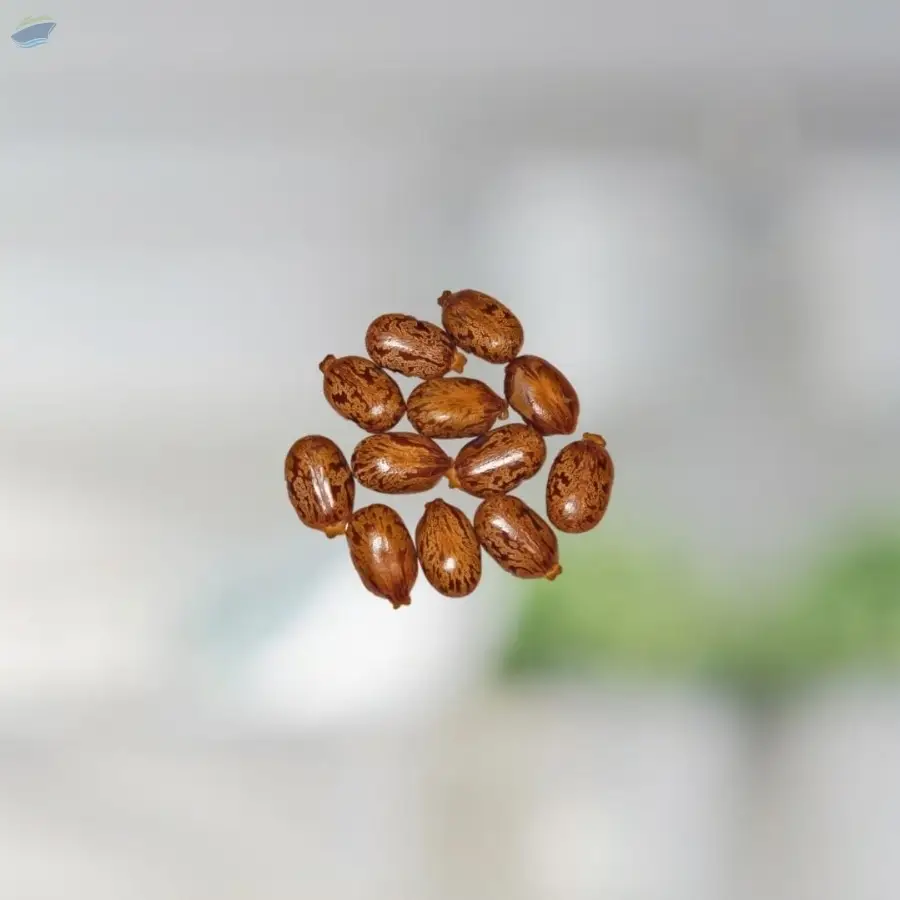 Castor Oil