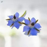 Borage Carrier Oil