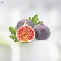 Fig Seeds Oil