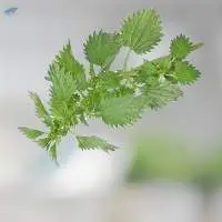 Nettle Seed Oil