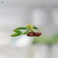 Jojoba Oil