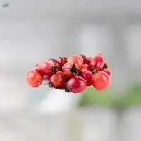 Rosehip Oil