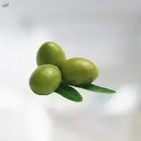 Olive Oil