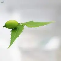 Neem Oil