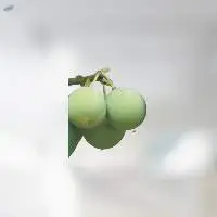 Tamanu Oil