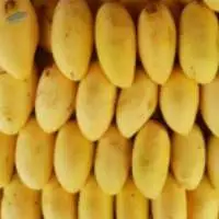 Fresh Mangoes