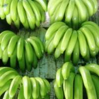 Fresh Cavendish Bananas