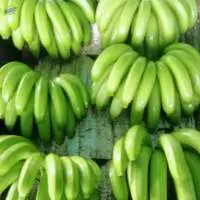 Fresh Cavendish Bananas