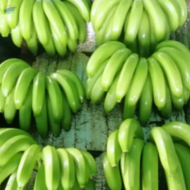 Fresh Cavendish Bananas