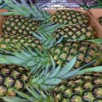 Fresh Pineapples