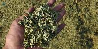 Henna Powder